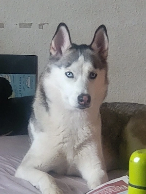 Sibirien husky 