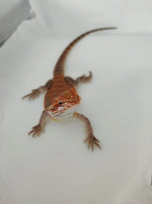 Bartagame Weibchen   Red Hypo Trans Het Zero Pos. Het Hypotrans