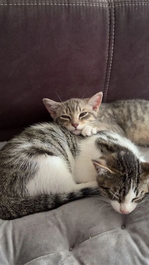 2 Kitten Mädchen dringend abzugeben