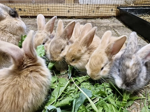 Deutsche Riesen Mix Kaninchen Stallhasen