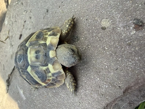 Dalmatinische Landschildkröte 