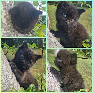 Katerchen "Night"