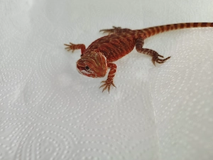 Bartagamen Männchen   Leatherback Pos. Het Hypotrans