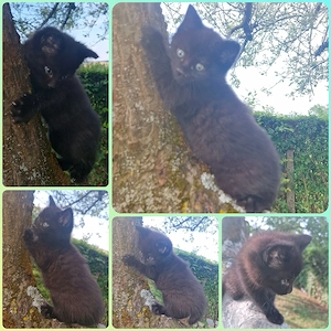Katerchen "Dark"