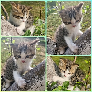 Kätzchen "Lucy"