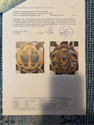     Griechische Landschildkröte, Testudo hermanni boettgeri, CITES, EU-Bescheinigung, Terrarium, Bild 5