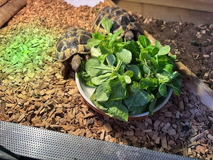     Griechische Landschildkröte, Testudo hermanni boettgeri, CITES, EU-Bescheinigung, Terrarium, Bild 2