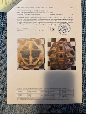     Griechische Landschildkröte, Testudo hermanni boettgeri, CITES, EU-Bescheinigung, Terrarium, Bild 3