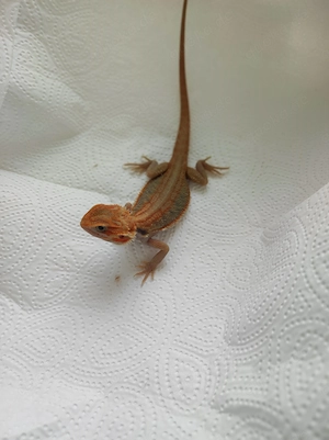 Bartagamen Weibchen   Translucent Het Zero Pos. Het Hypo