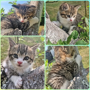 Kätzchen "Melody"