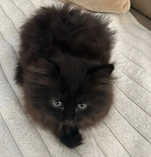 Perser Baby Katze 