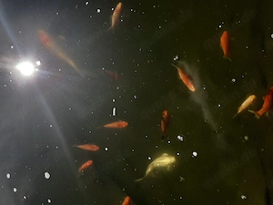 Koi-Karpfen