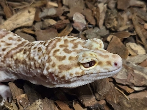 leopardgecko Albino 