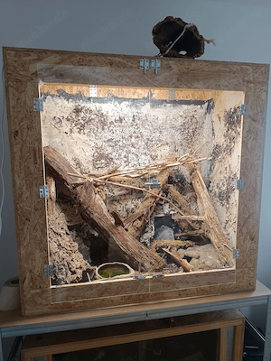 Kornnatter + Selbstgebautes Terrarium zu verkaufen!