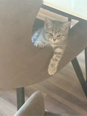 BKH Kitten