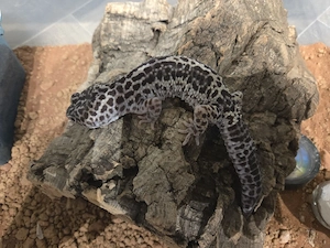 Leopardgecko lavender 