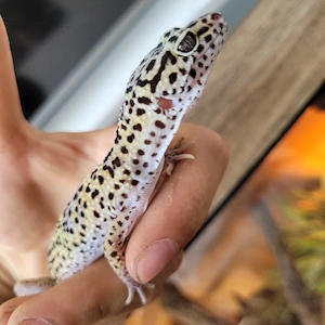 Leopardgecko Weibchen 