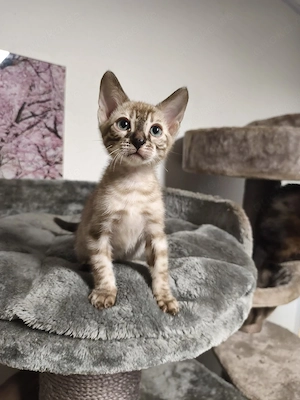 Reinrassige Bengal Kitten mit Stammbaum 