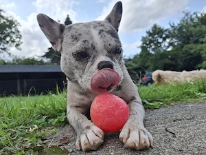 Französischebulldogge Merle Farbend 