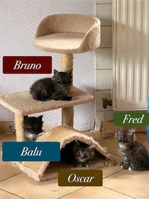 Main Coon kitten