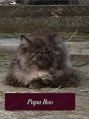    Maine-Coon-Kitten & Mama suchen Zuhause  (zusammen oder getrennt) Bild 9