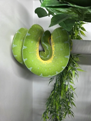 Baumpython Morelia viridis Jayapura 