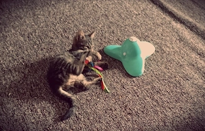 Kitten Bkh Mix sucht Dringend Schmuseplatz