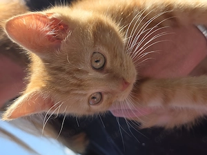 4 süsse liebevolle Kater Perser Ragdoll Ekh Kitten entwurmt orange weiss