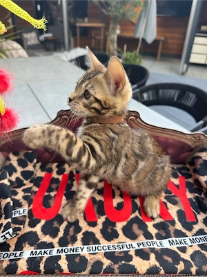 Bengalkitten Bild 3