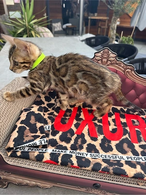 Bengalkitten Bild 4