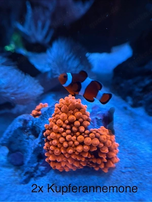 Kupferanemone (Entacmaea quadricolor) 