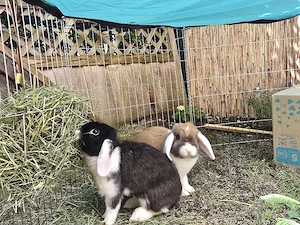 Zwei Kaninchen 