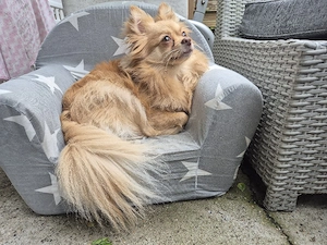 Chihuahua hündin