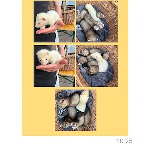 Frettchen Welpen zu verkaufen 