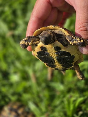 3 Griechische Landschildkröten abzugeben