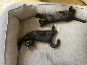 2 Kitten, Kätzchen suchen ein zu Hause