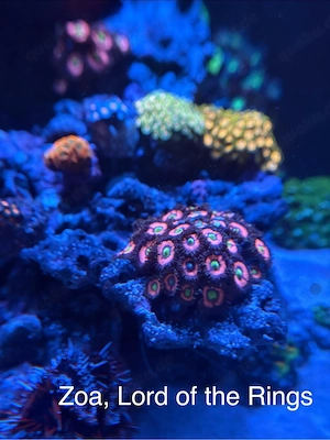 Krustenanemone (Zoa) "Lord of the Rings"