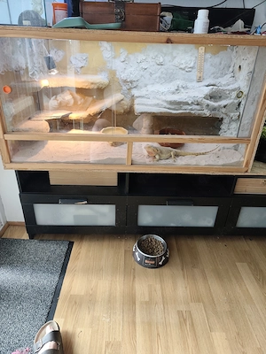 Vicep Bartagame weiblichen ca 5 Jahre alt 