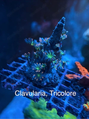 Clavularia tricolore