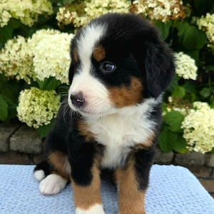 Berner Sennenhund-Welpen abzugeben.