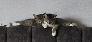Die beiden süßen dürfen ab Anfang August ausziehen :) 