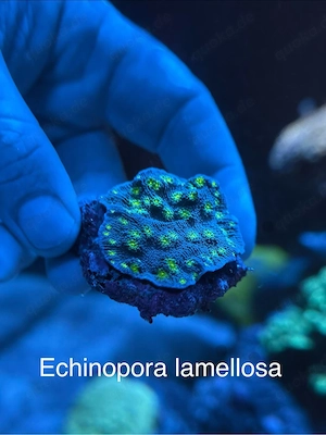 Echinopora lamellosa