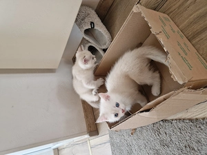 Kitten Geschwister Pärchen 