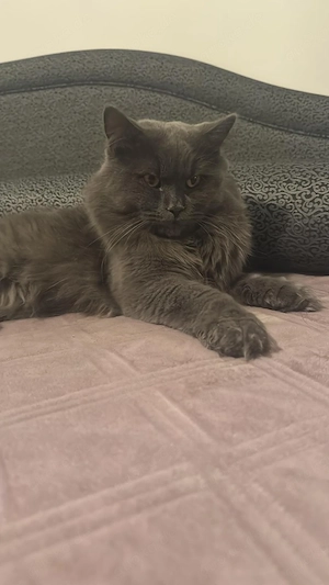 Kater von 