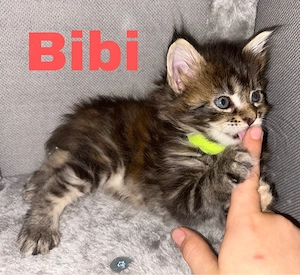5 Maine Coon Kitten suchen ihr zuhause