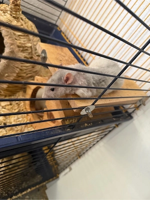     3 männliche Ratten mit Käfig abzugeben