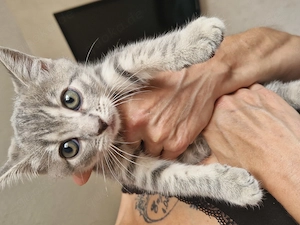 Bkh kitten zu verkaufen 