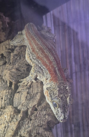Höckerkopfgeckos 