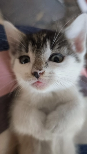 Katzenmädchen