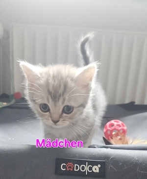 Britisch kurzhaar Langhaar kitten